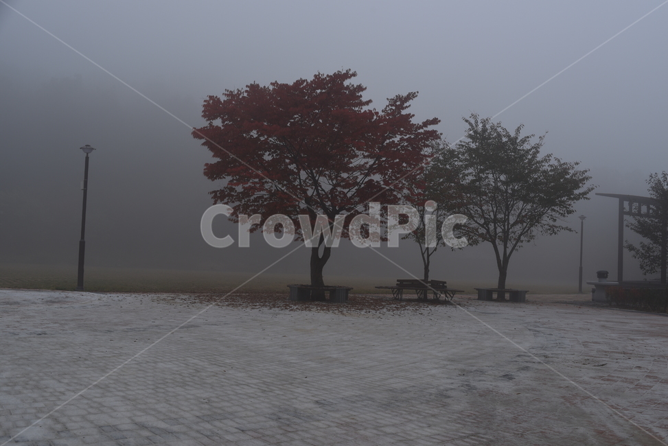 tree,나무,plant,식물,nature,자연,가을,안개,fog,mist,풍경,겨울,계절,winter,season
