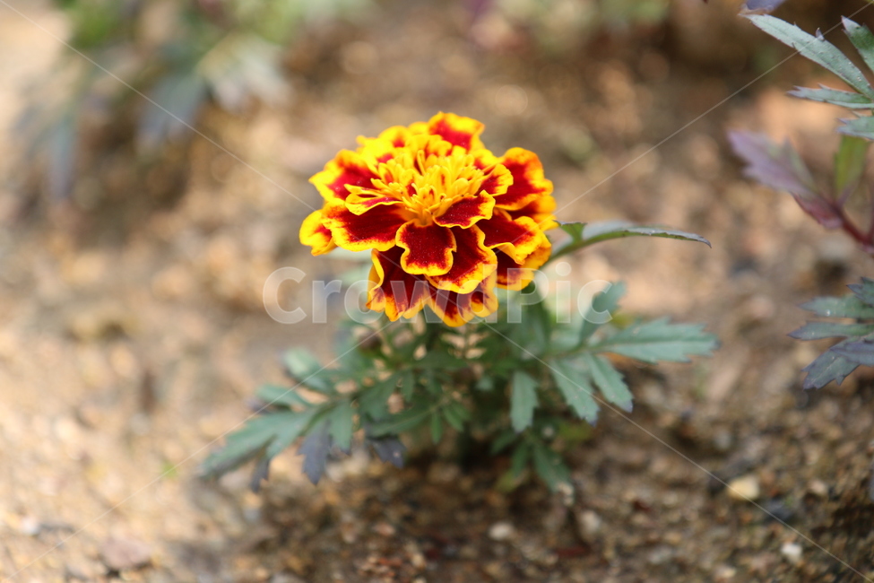 꽃,초록,봄,식물,화사한,식물,자연,plants,nature,꽃,flower