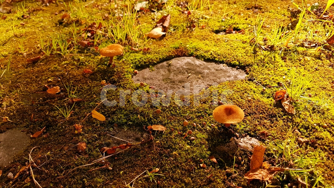 버섯,숲,forest,mushroom,이끼,moss,ground,동화,산책,산책로