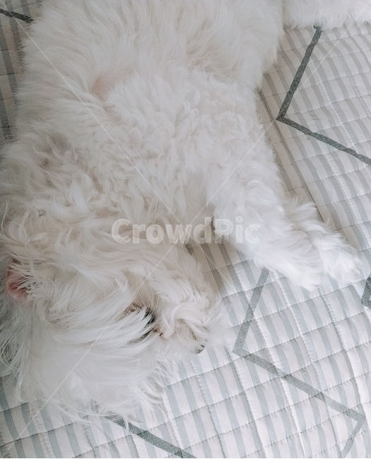 강아지,귀여움,흰색강아지,말티즈,애완견,침대위강아지,귀여운강아지,개