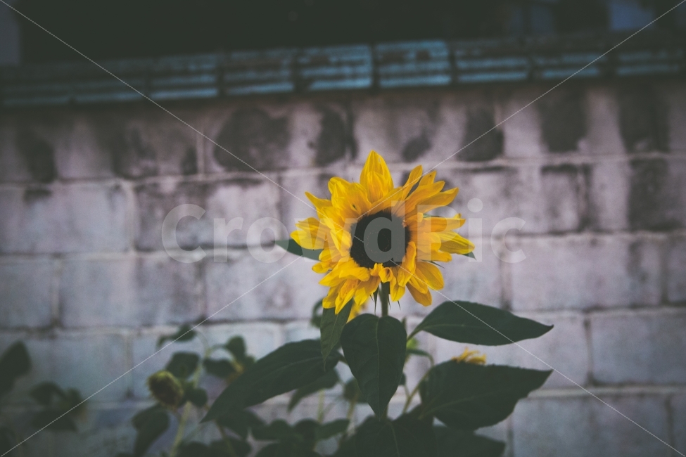 해바라기,sunflower,flower,식물,벽,감성,야간,여름,계절,summer,season,식물,자연,plants,nature,꽃,flower,감성,sensible,feeling,plant,blossom