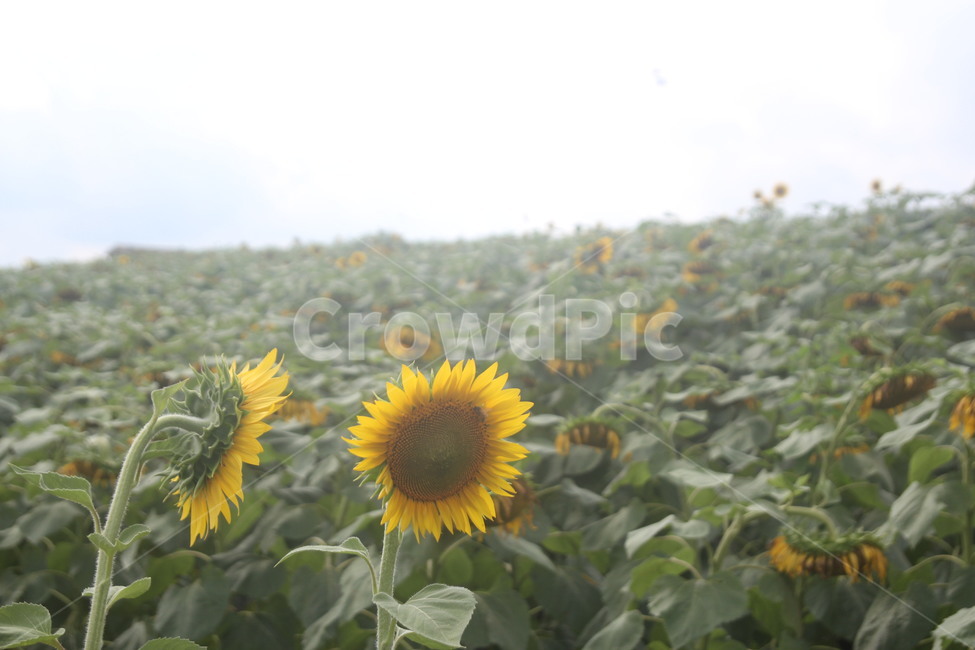 해바라기,산해바라기,들판해바라기,sunflower,helianthus,식물,자연,plants,nature,꽃,flower