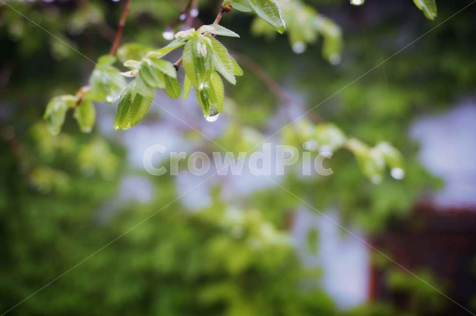 봄,봄비,빗방울,나무,새싹,초록,감성,자연,식물,식물,자연,plants,nature
