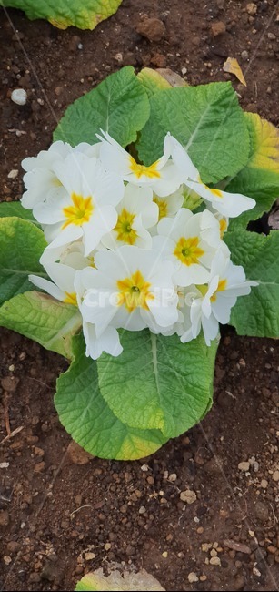 식물,plant,flower,꽃,blossom
