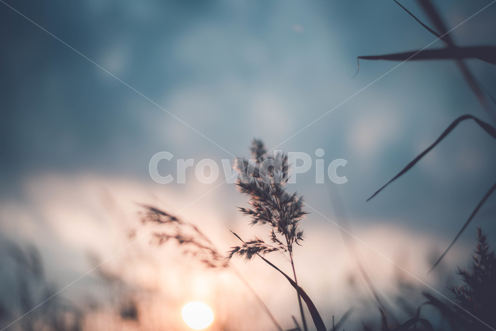 grass,plant,식물,lawn,잔디,식물,자연,plants,nature