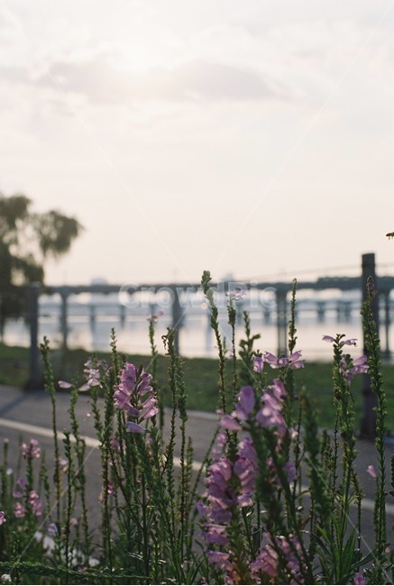 한강,꽃,시월,보라,서울,자연,식물,자연,plants,nature,꽃,flower