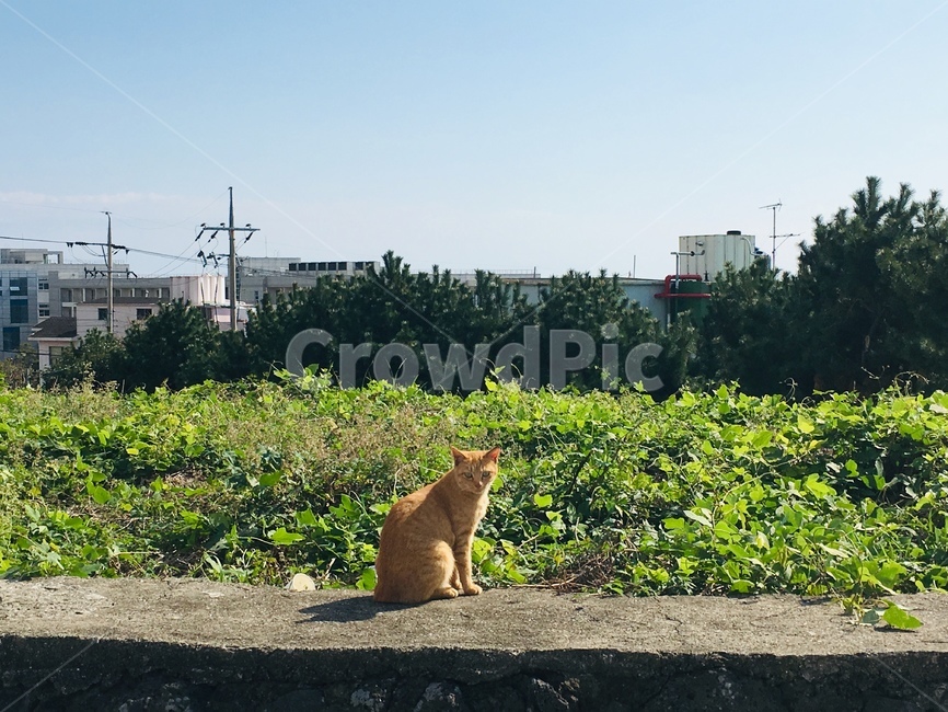 고양이,나비,초록,동물,냥이,동물,animal,포유류,mammal,고양이,cat,kitten,kitty