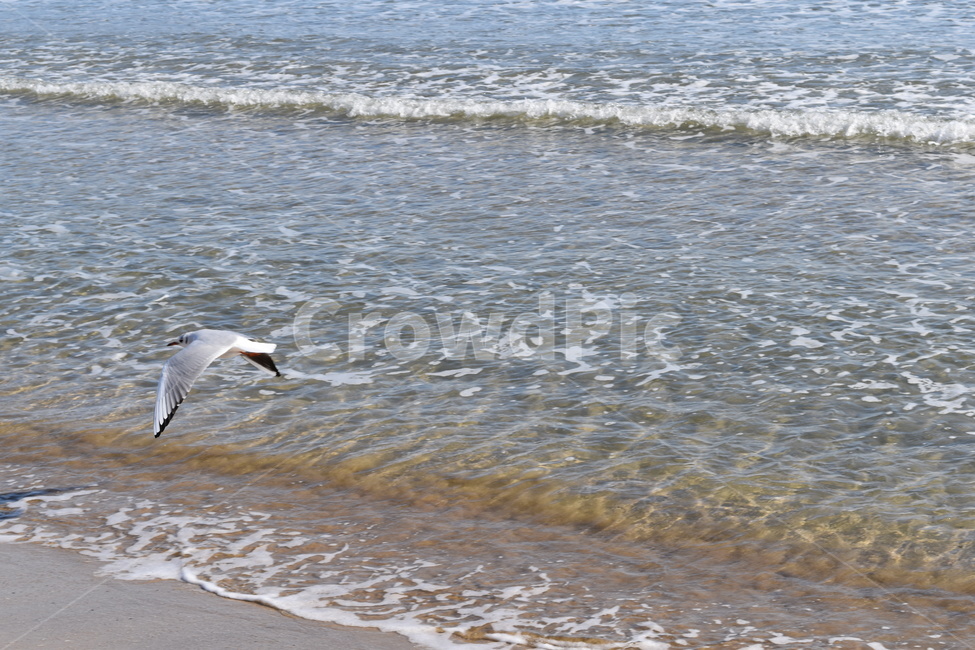 바다,갈매기,해변,파도,물결,새,sea,water,bird,fly,beach,해변,바다,beach,sea,동물,animal,조류,새,birds