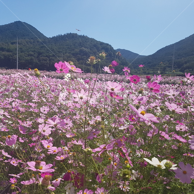 코스코스,하동,축제,cosmos,flower