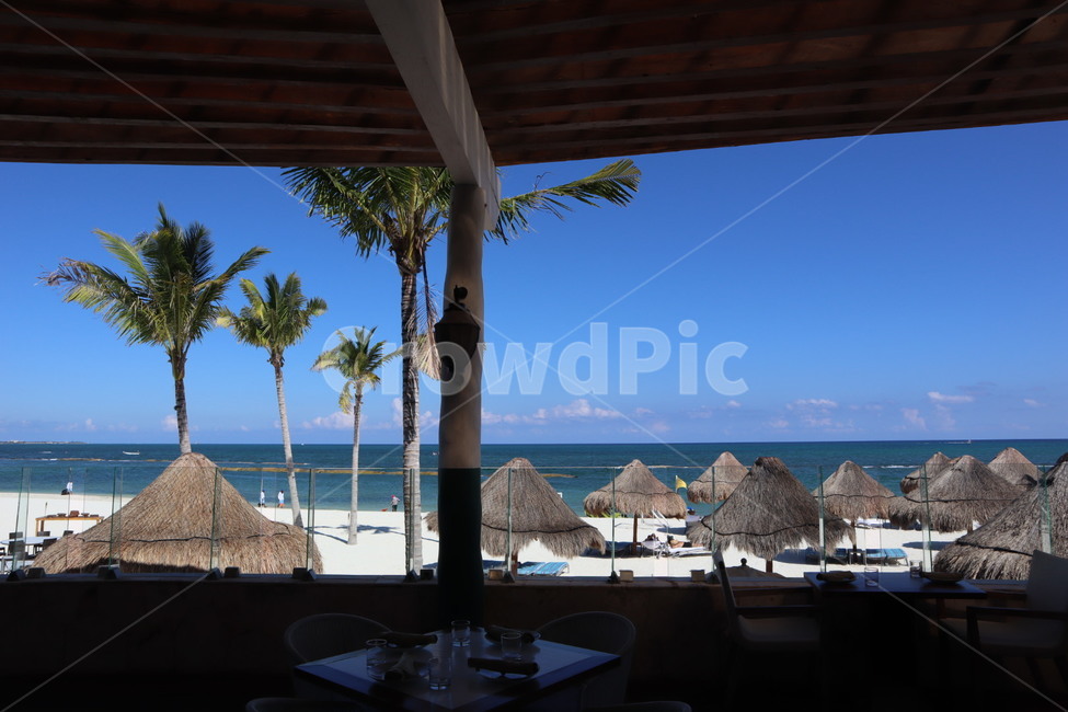 Playa del Carmen,palm tree,palmtree,Beach,mexico,cancun,beach,recreation,Mexico,summer