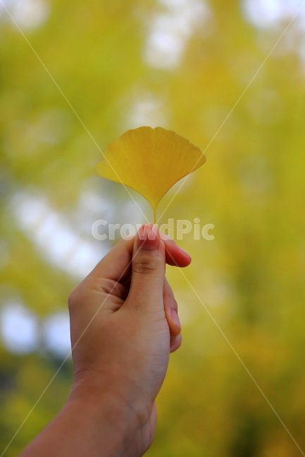 은행잎,가을,은행,노란색,노랑,손,계절,가을,계절,fall,autumn,season,finger,손가락