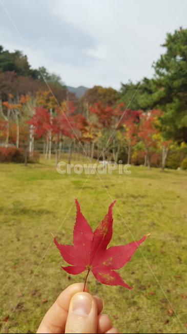 단풍,maple,잎,가을,클로즈업,가을,계절,fall,autumn,season,식물,자연,plants,nature