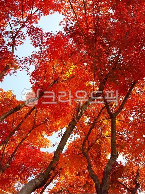 식물,단풍나무,단풍,가을단풍,적단풍