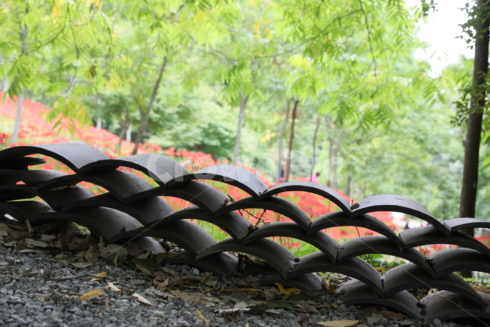 꽃무릇,꽃,식물,자연,석산,자연,풍경,nature,landscape,outdoors,옥외