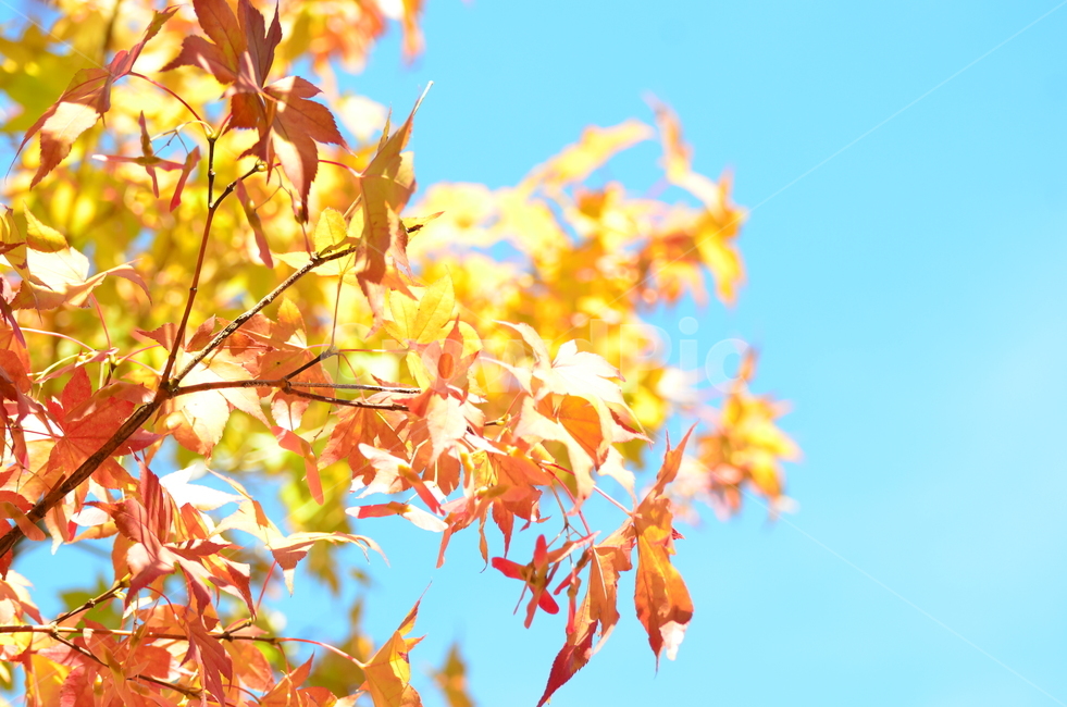 나뭇잎,가을,나무,단풍,단풍나무,가을,계절,fall,autumn,season,식물,자연,plants,nature,plant,leaf,잎,tree,maple