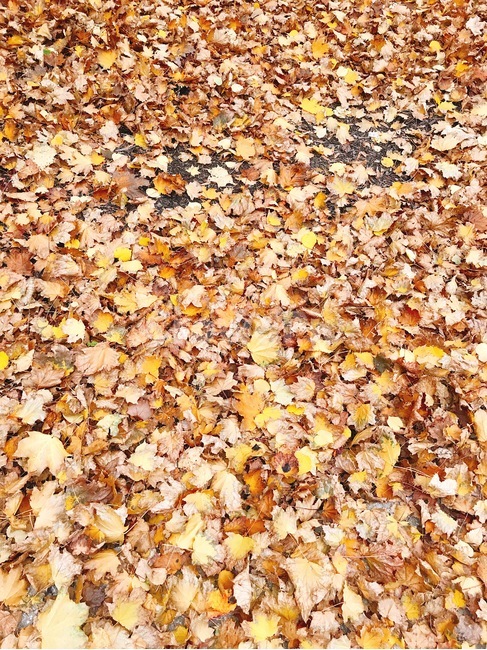 가을,낙엽,단풍,보도,인도,노랑,자연,나뭇잎,가을,계절,fall,autumn,season,ground,바닥,leaf,잎,plant,식물