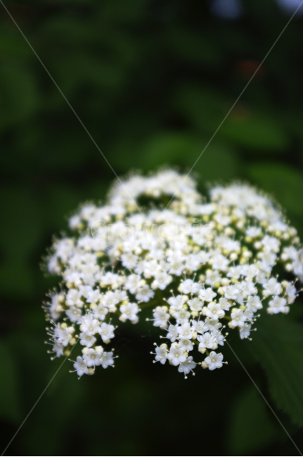 꽃,flower,식물,plant,하얀,식물,자연,plants,nature,꽃,flower