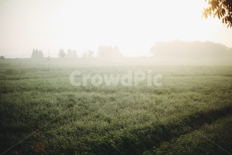 풍경,자연,메밀,메밀밭,감성,감성사진,아침풍경,안개,자연,풍경,nature,landscape,감성,sensible,feeling,weather,날씨,outdoors,옥외,fog,mist