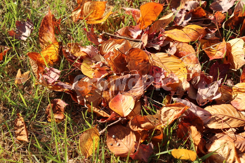 leaf,잎,plant,식물,ground,바닥,단풍,주황색,잔디,가을,가을분위기,가을배경,자연,autumn,maple,가을,계절,fall,autumn,season