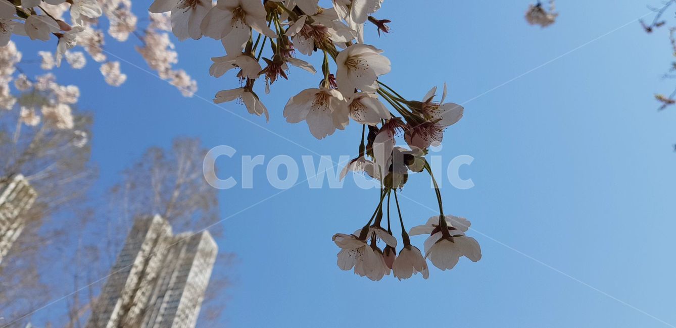 봄,벚꽃,blossom,나무,flower,식물,plant,꽃