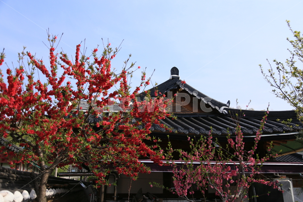 전주한옥마을,꽃,봄,한옥,만첩홍도,복사꽃,봄,계절,spring,season,한국전통,한국문화,korean traditional,korean culture,식물,자연,plants,nature,나무,trees,wood,plant