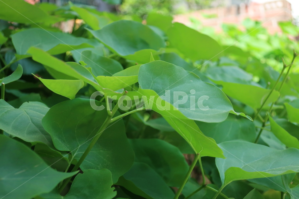 풀,초록색,푸름,봄,새싹,leaf,잎,plant,식물,식물,자연,plants,nature