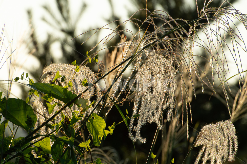 plant,식물,가을,갈대,계절,감성,가을,계절,fall,autumn,season