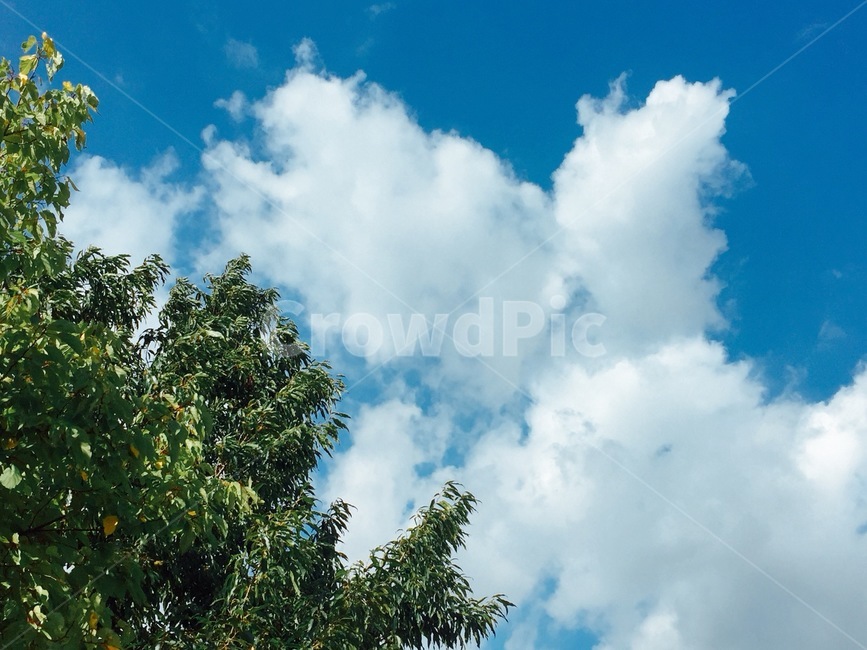식물,plant,나무,tree,하늘,sky,구름,cloud