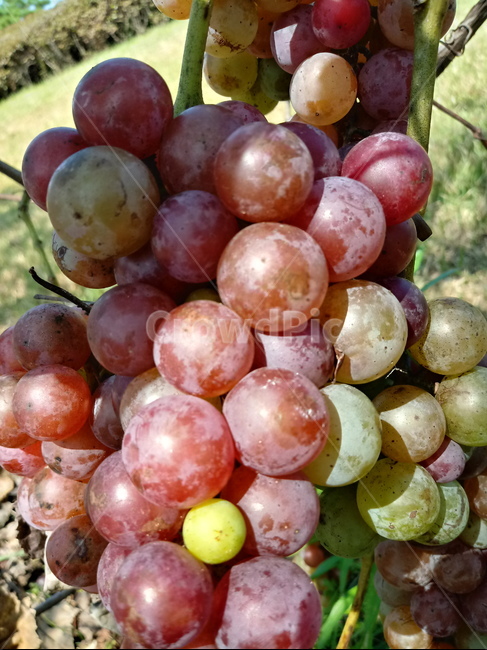 포도,과일,열매,식물,fruit,grapes,plant,과일,열매,fruit