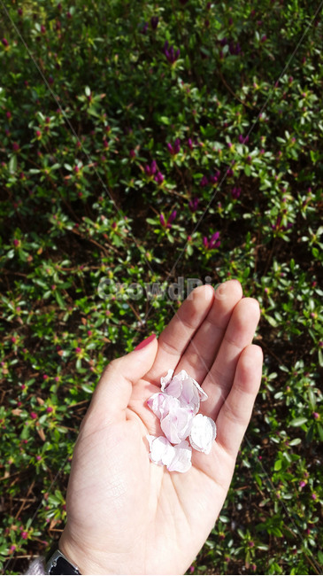 벚꽃,봄,꽃,손,감성,자연,꽃잎,계절,spring,순수,푸른,나들이