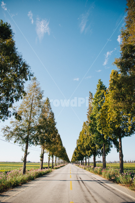 나무,도로,직선,trees,highway,straightroad,가로수,streettrees,하늘,sky,자연,풍경,nature,landscape