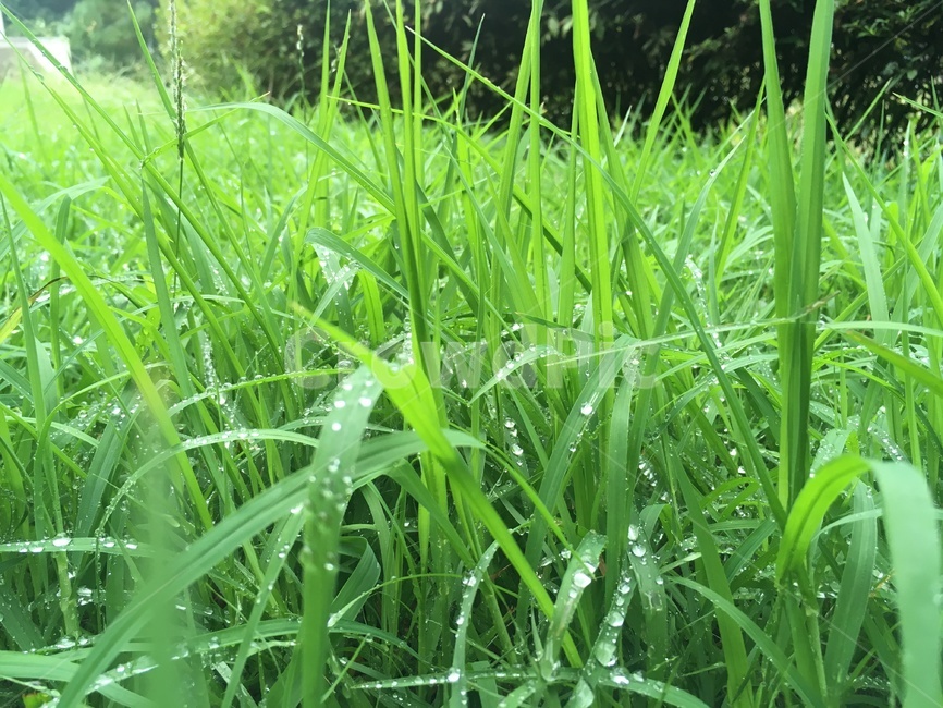 plant,식물,grass,잔디,초목,정원