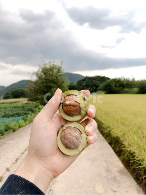 자연,음식,시골,풍경,하늘,산,호두,음식,식재료,요리,food,cook,meal,dishes,food reserves,콩류,견과류,beans,pulse,nuts,dry fruits