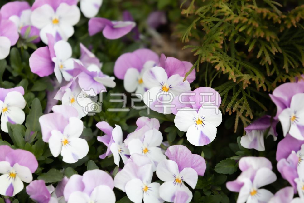 green,nature,violet,yellow,leaf,flower,spring,viola pansy,tricolor violet,petal,White,white,plant,purple,pansy