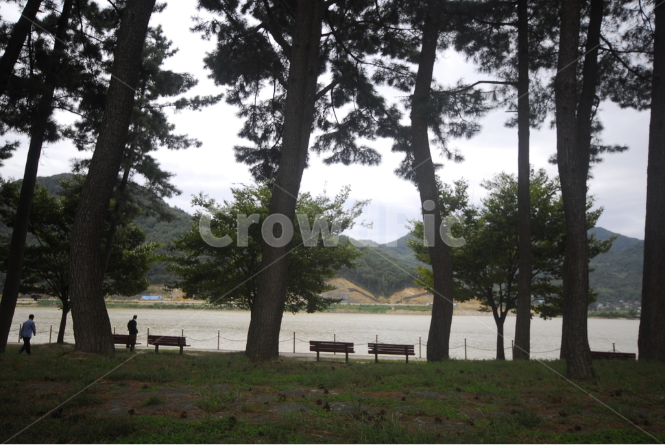 tree,나무,plant,식물,treetrunk,나무줄기,bench,벤치,휴식,강,물,소나무,자연,풍경,nature,landscape