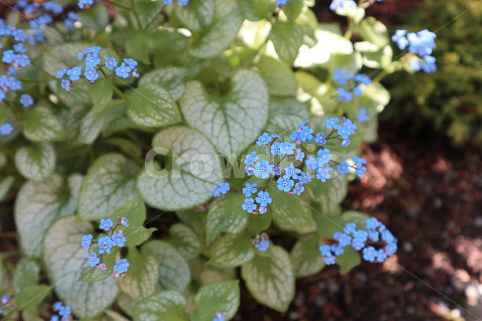 꽃,봄꽃,작은꽃,풀꽃,블루꽃,식물,자연,plants,nature,꽃,flower