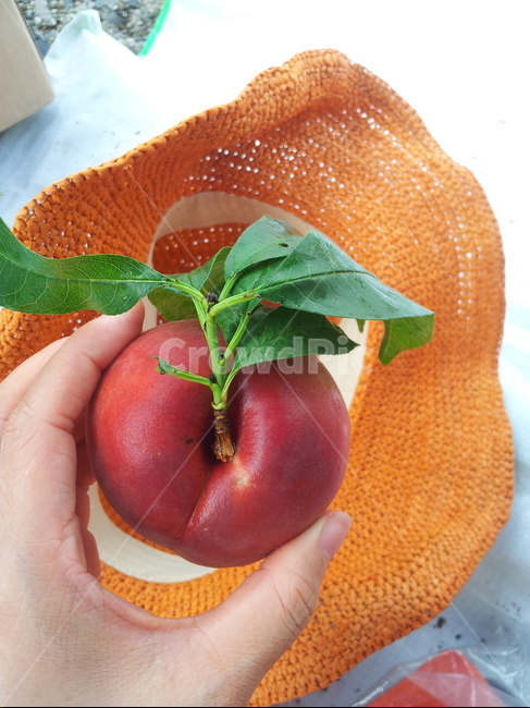 food,식품,plant,복숭아,아이스박스,모자,과일,천도복숭아,싱싱한과일