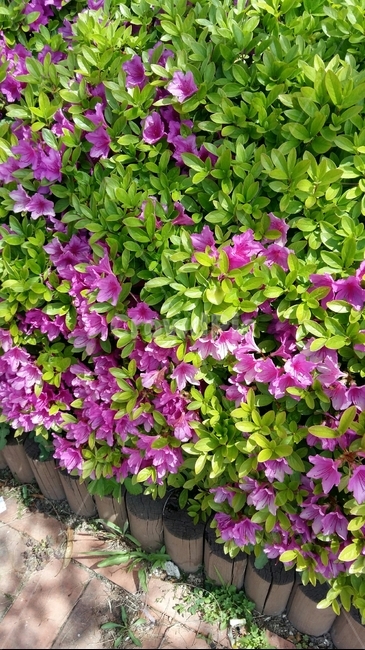 자연,식물,꽃,nature,plant,blossom,꽃,flower