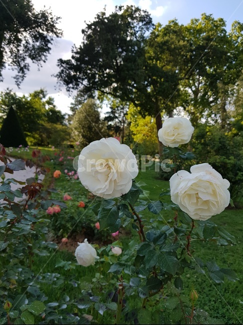 flower,꽃,plant,식물,blossom,장미,rose,whiterose
