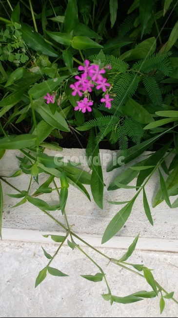 제라늄,꽃,flower,식물,plant,식물,자연,plants,nature