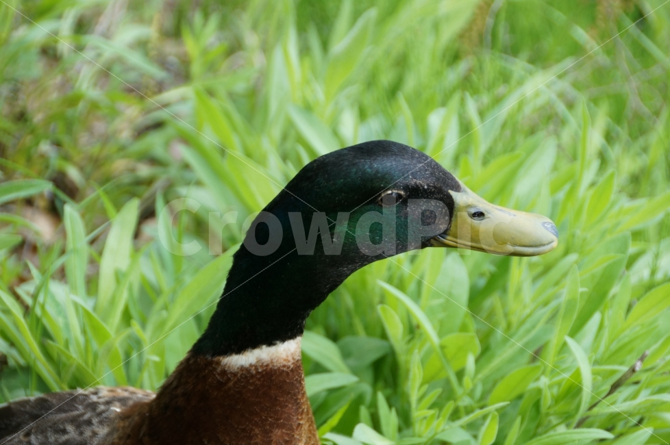 오리,자연,호수공원,청둥오리,율동공원,동물,animal,조류,새,birds