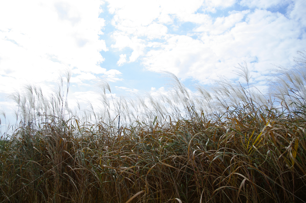 가을,억새,자연,nature,식물,하늘,구름,자연,풍경,nature,landscape,grass,잔디,plant,lawn,reed,갈대