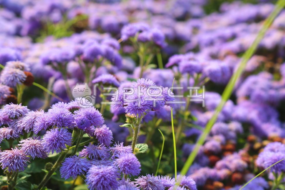 elixir,nature,Ageratum flower,leaf,flower,purple flower,wildflowers,petal,Chrysanthemum,Mexican thistle,plant,Asteraceae,wild flowers,Ageratherm