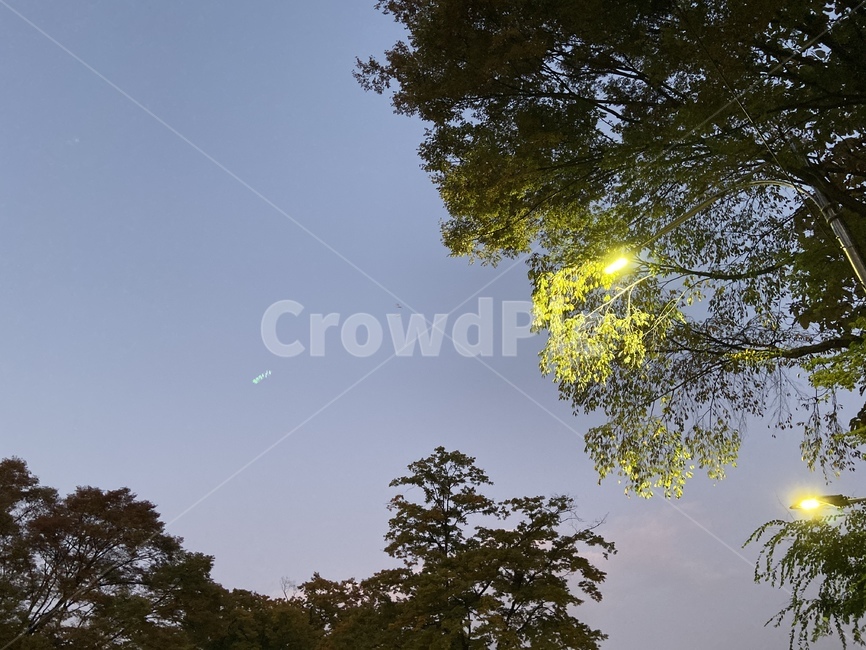 light,빛,flare,플레어,tree,나무,plant,식물,조명,밤,하늘,자연,야경,밤,풍경,nightscape,night,landscape