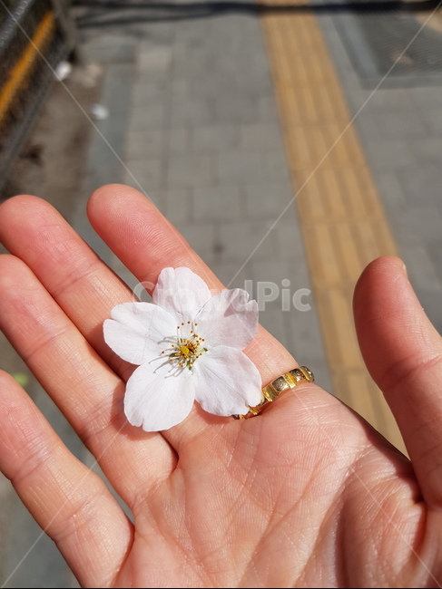 벚꽃,꽃송이,봄꽃,꽃잎,꽃,봄,봄,계절,spring,season,꽃,flower,plant,식물