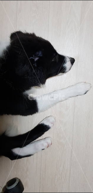 보더콜리,반련견,애완견,집개,개,강아지,콜리,동물,animal,포유류,mammal,개,강아지,dog,doggy