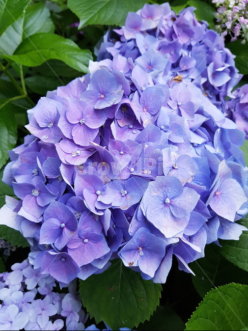 꽃,보라색꽃,보라색,수국,보라빛,geranium,blossom,제라늄,식물,자연,plants,nature,꽃,flower