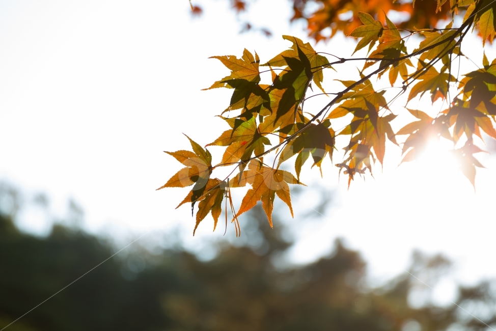 단풍,가을,화창,햇빛,붉은,나뭇잎,11월,손,손바닥,autumn,maple,sunny,red,leaf,Palmatemaple,November,가을,계절,fall,autumn,season,식물,자연,plants,nature,잎,plant