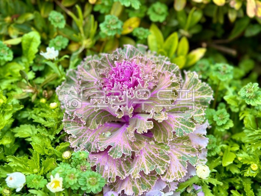 케일,kale,채소,vegetable,식물,palnt,자연,nature,보라,purple,초록,green