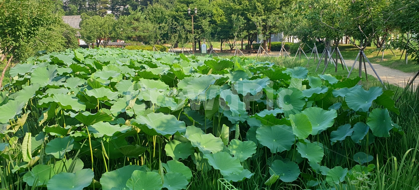 연잎,공원,자연,식물,nature,plants,여름,연꽃잎